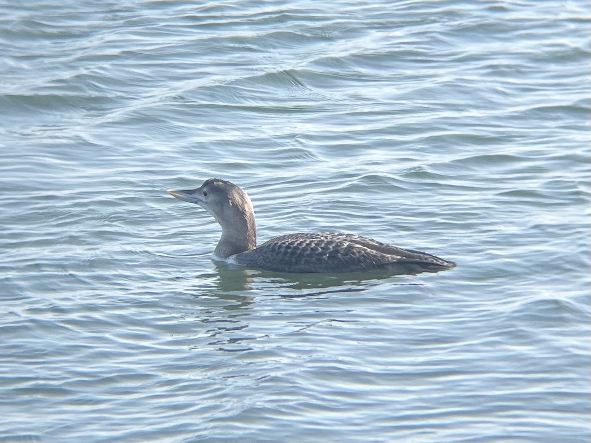 Yellow-billed Loon - ML646948789