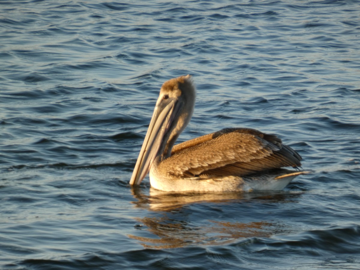 Brown Pelican - ML646948791
