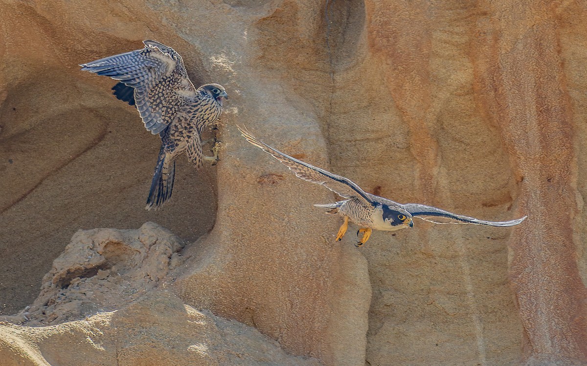 Peregrine Falcon - ML646948794