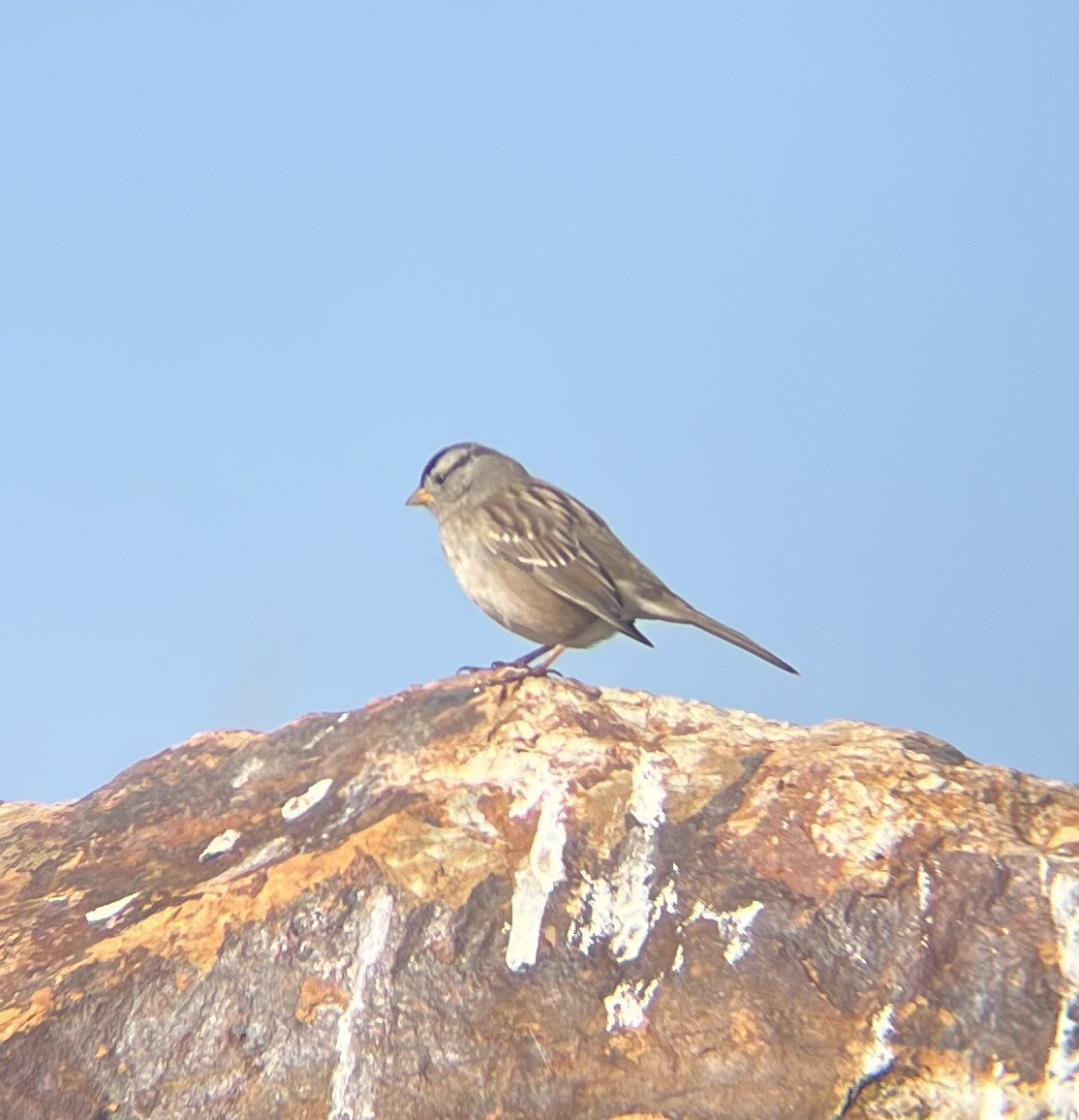 White-crowned Sparrow - ML646948795