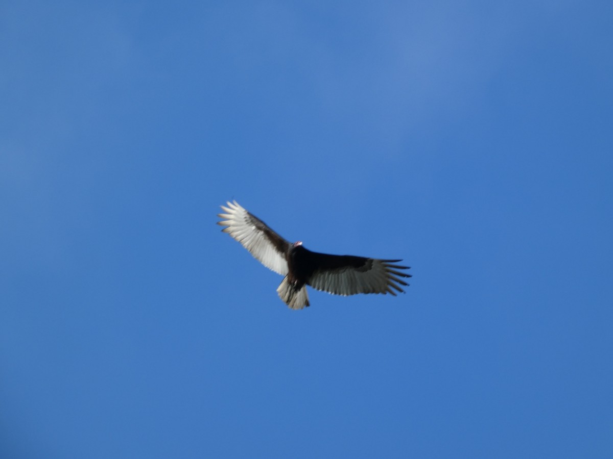 kondor krocanovitý - ML646948796