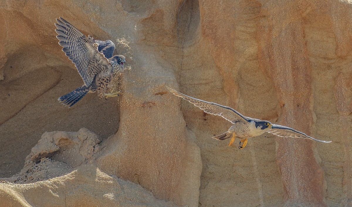 Peregrine Falcon - ML646948797