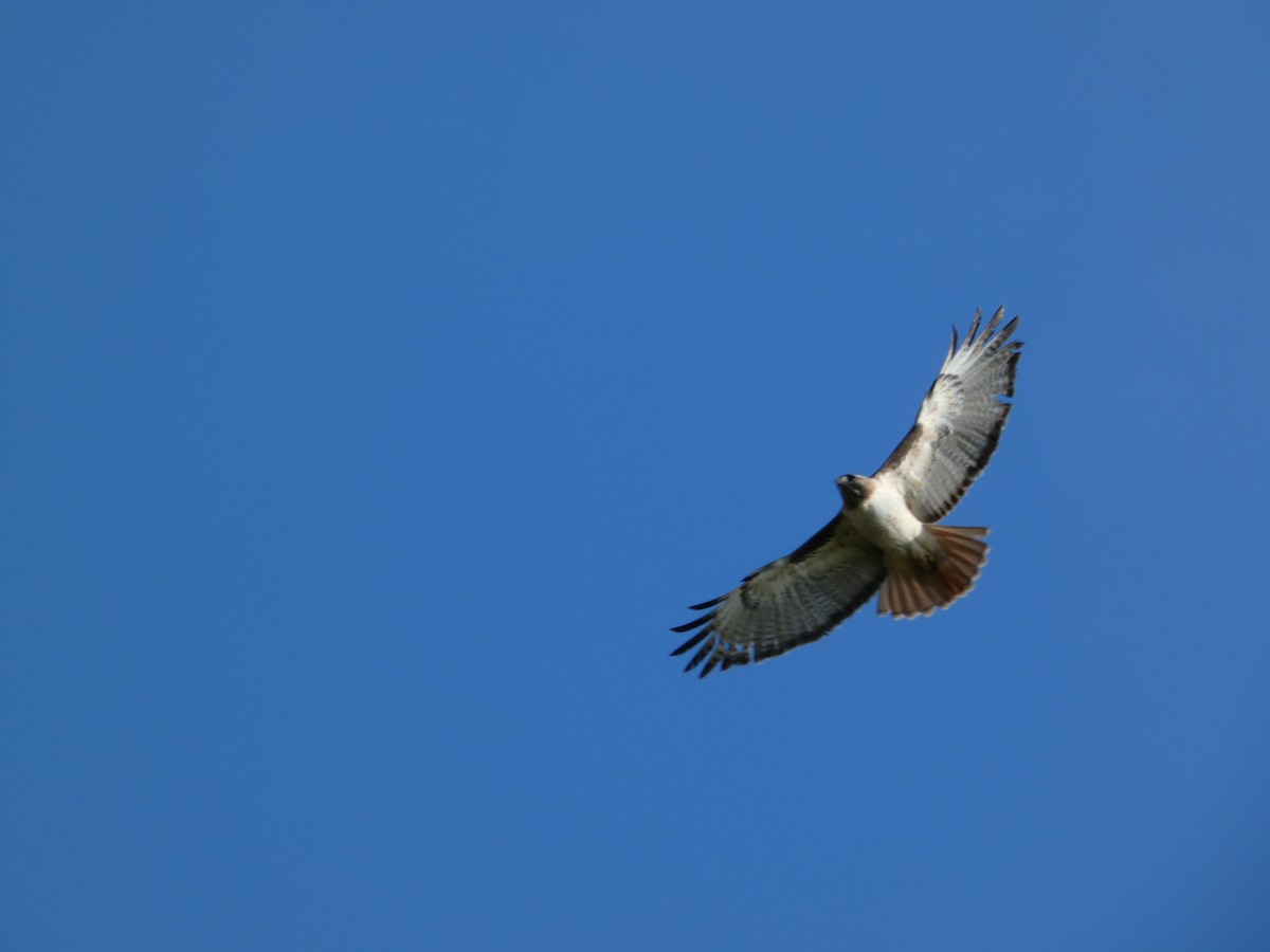 Red-tailed Hawk - ML646948798