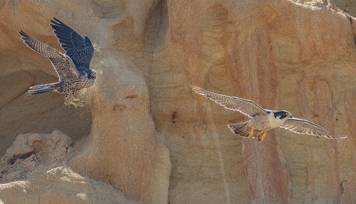 Peregrine Falcon - ML646948800