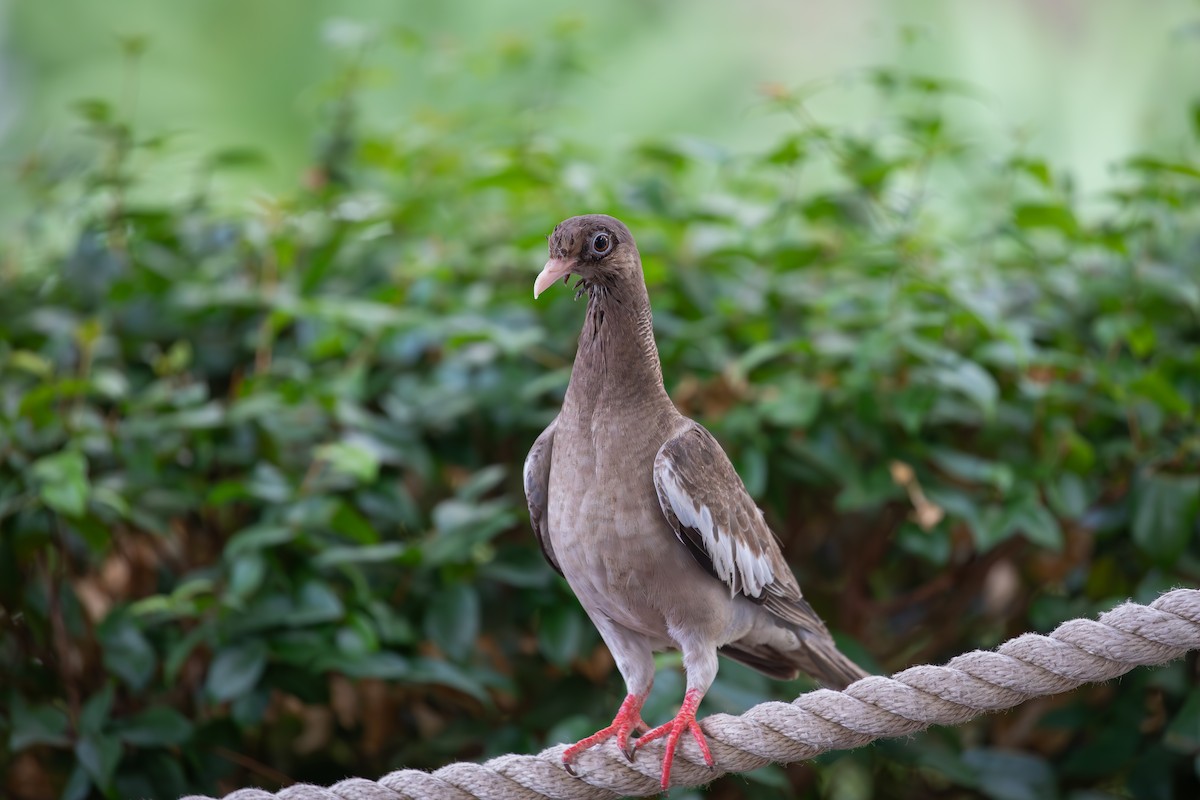 Bare-eyed Pigeon - ML646948801
