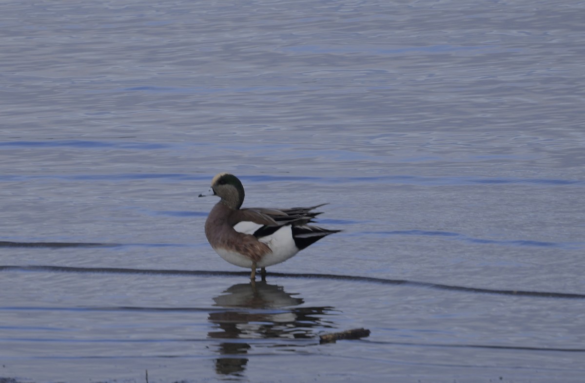 amerikablesand - ML646948802