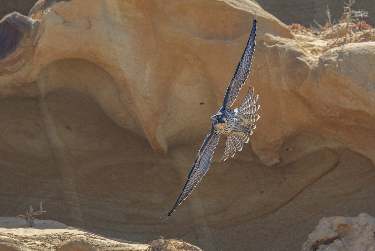 Peregrine Falcon - ML646948803