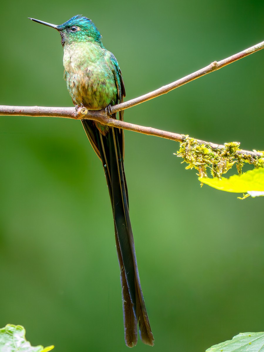 Violet-tailed Sylph - ML646948804