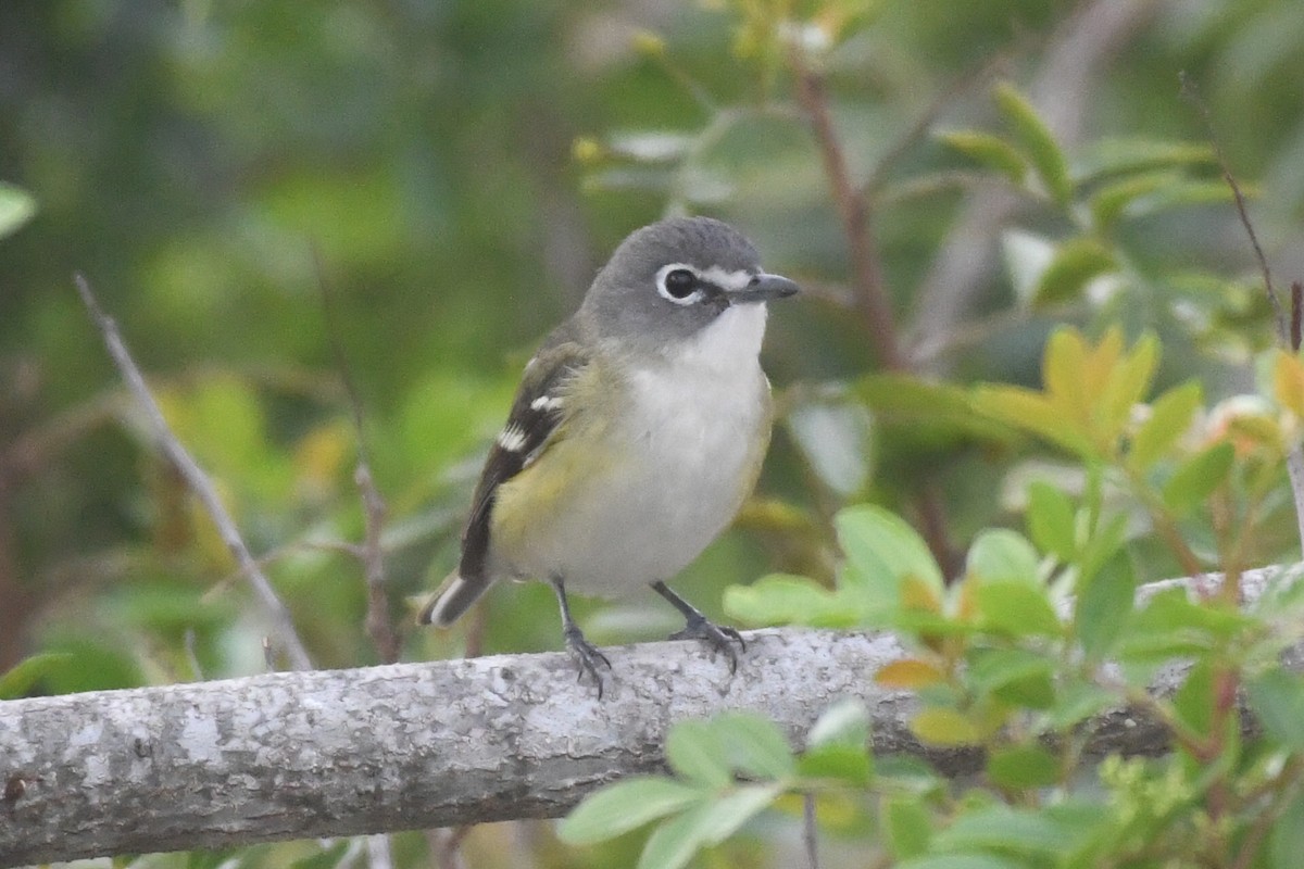 Віреон сизоголовий - ML646948806