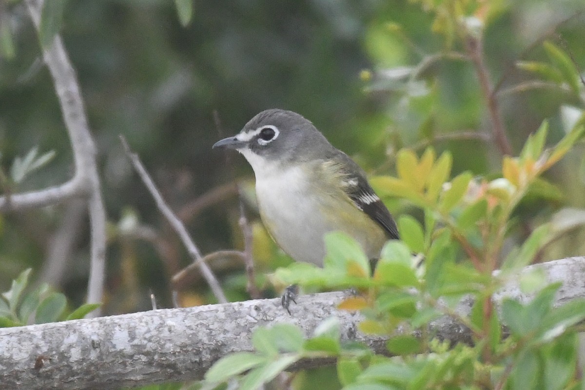 Віреон сизоголовий - ML646948807