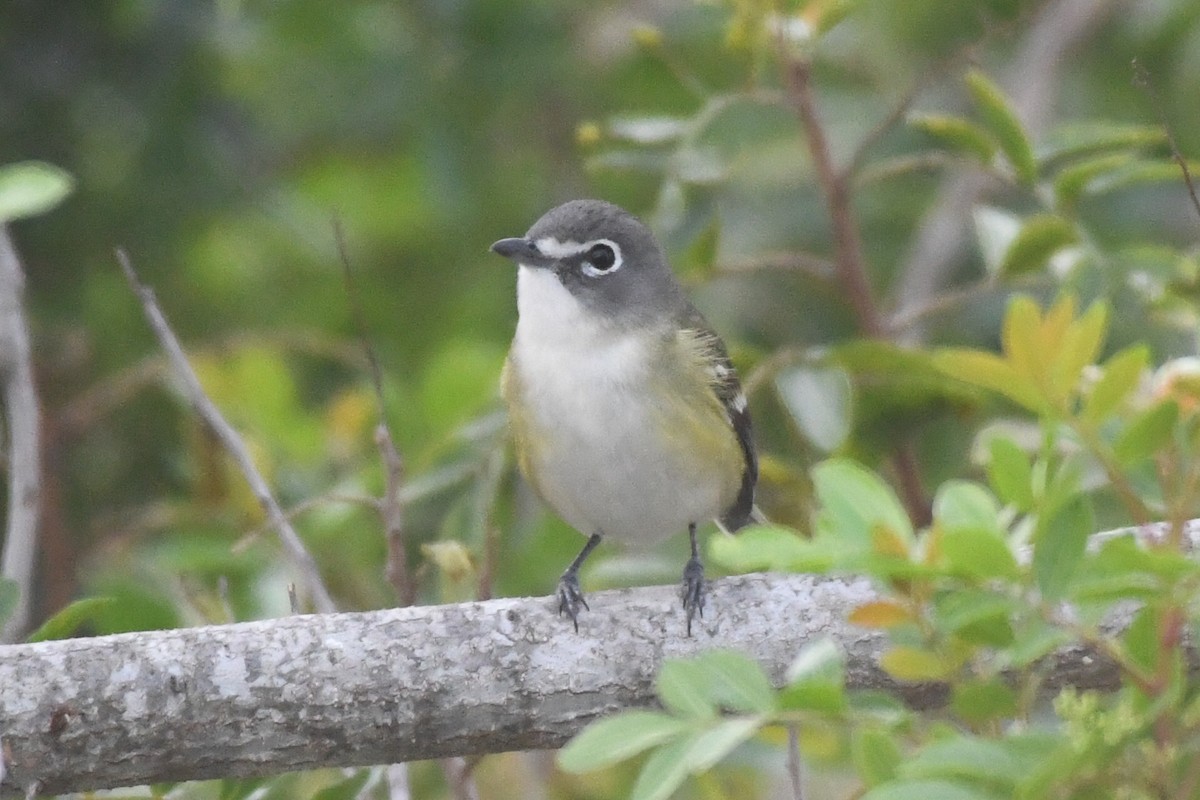 Віреон сизоголовий - ML646948808