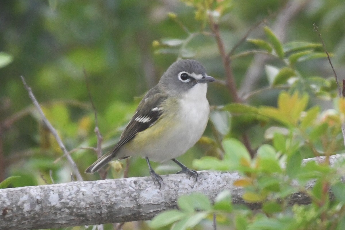 Віреон сизоголовий - ML646948809