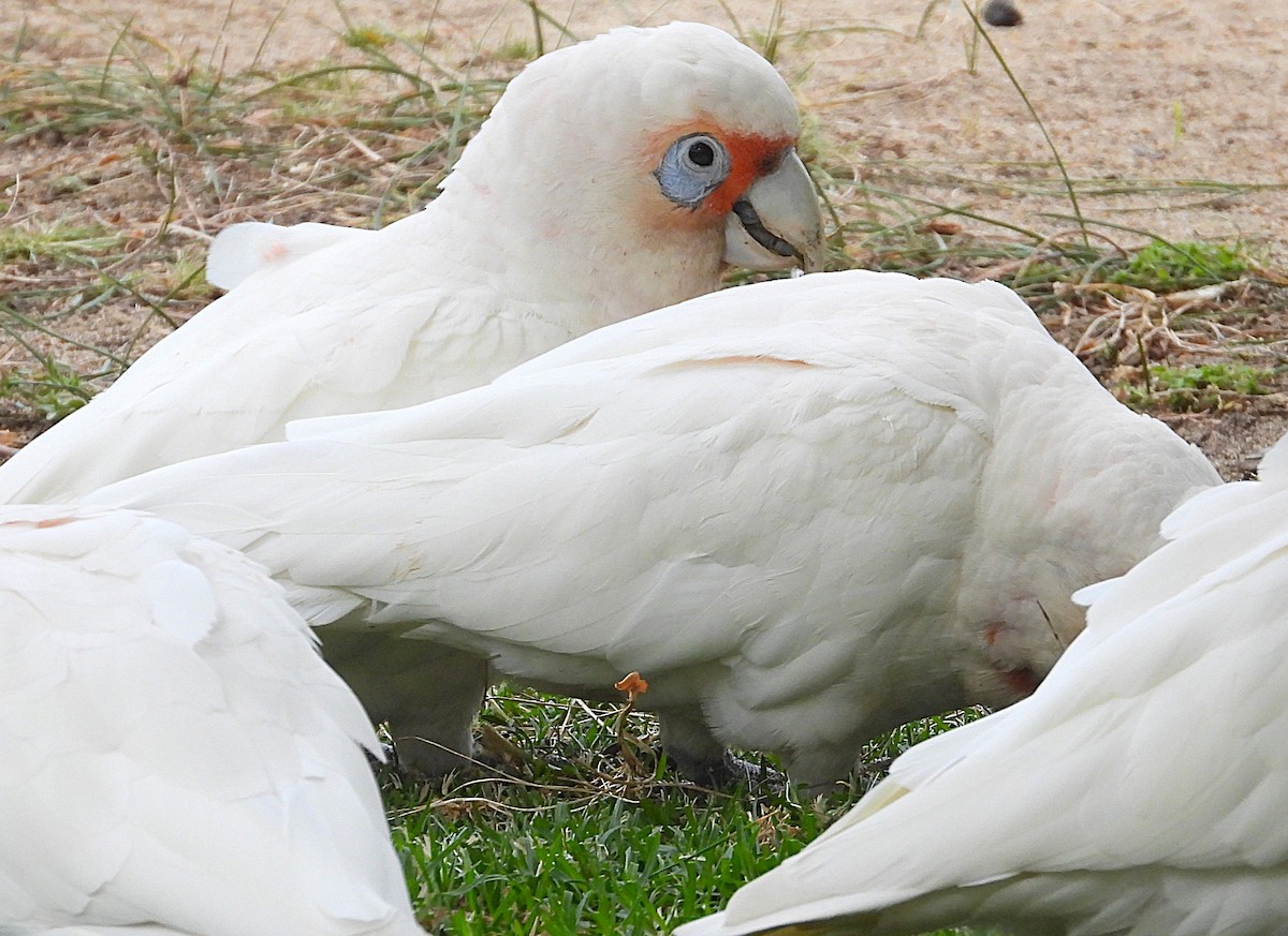 Long-billed Corella - ML646948810