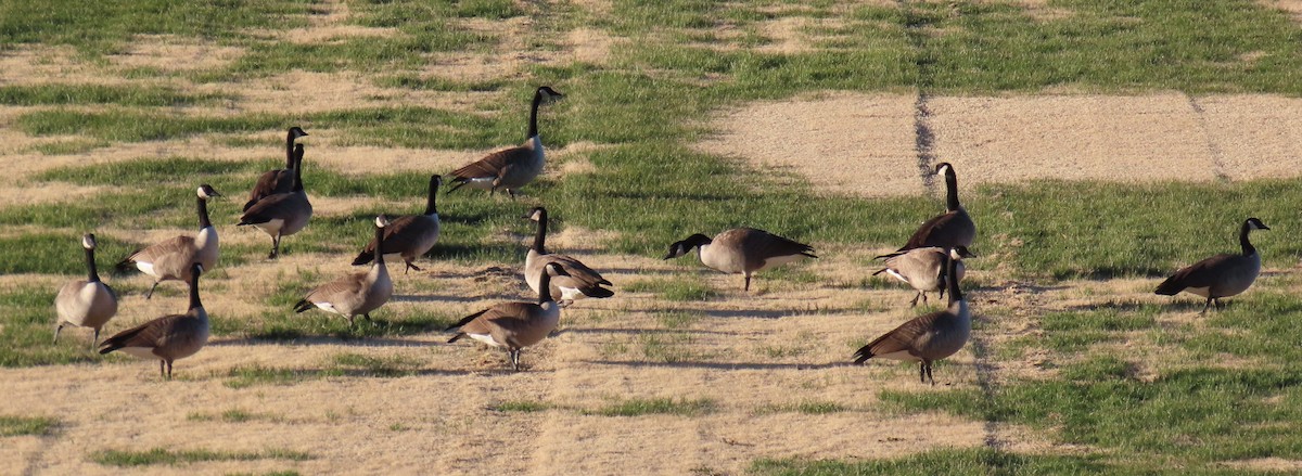 Barnacla Canadiense Grande - ML646948811