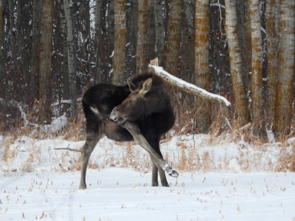 Animals - ML646948812