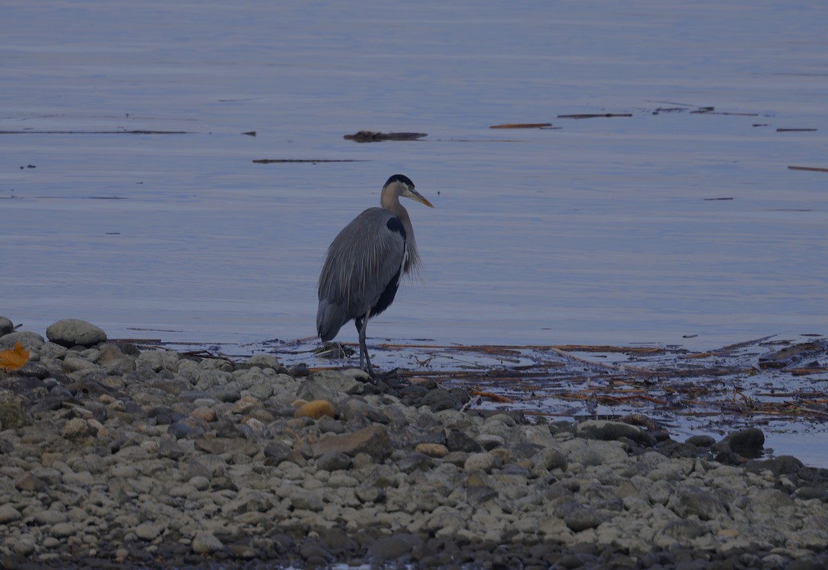 herodiashegre - ML646948813