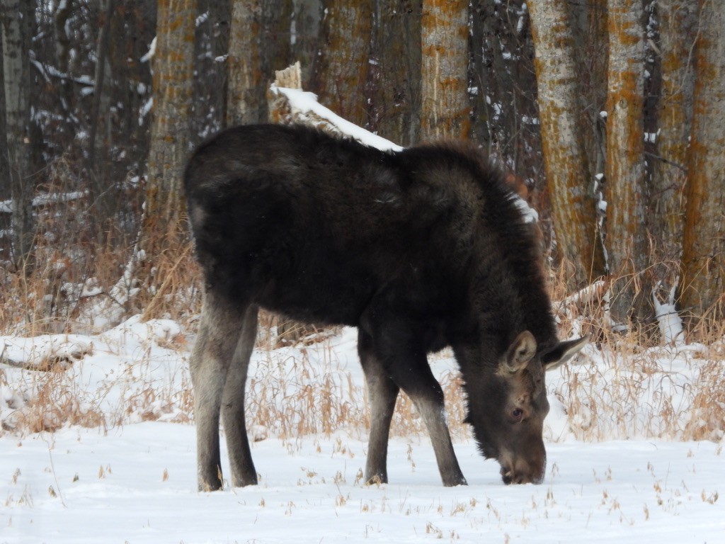 Animals - ML646948814