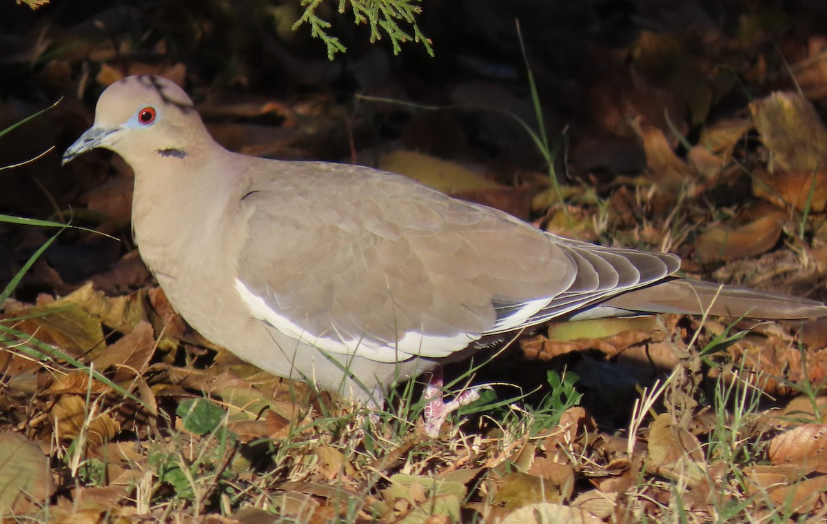 Zenaida Aliblanca - ML646948817