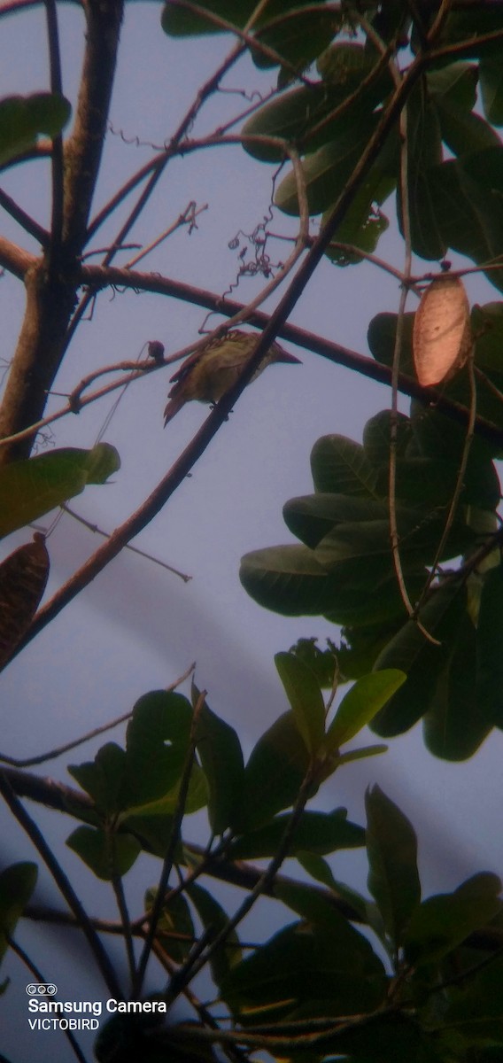 Piratic Flycatcher - ML646948818