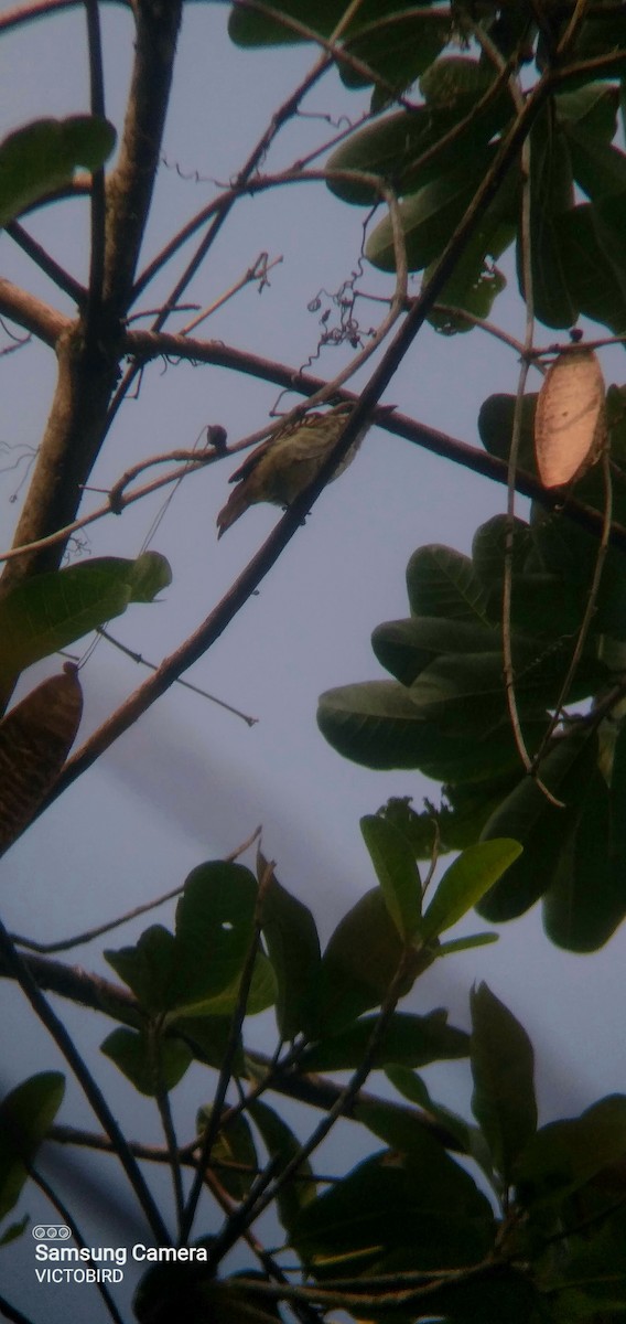 Piratic Flycatcher - ML646948819