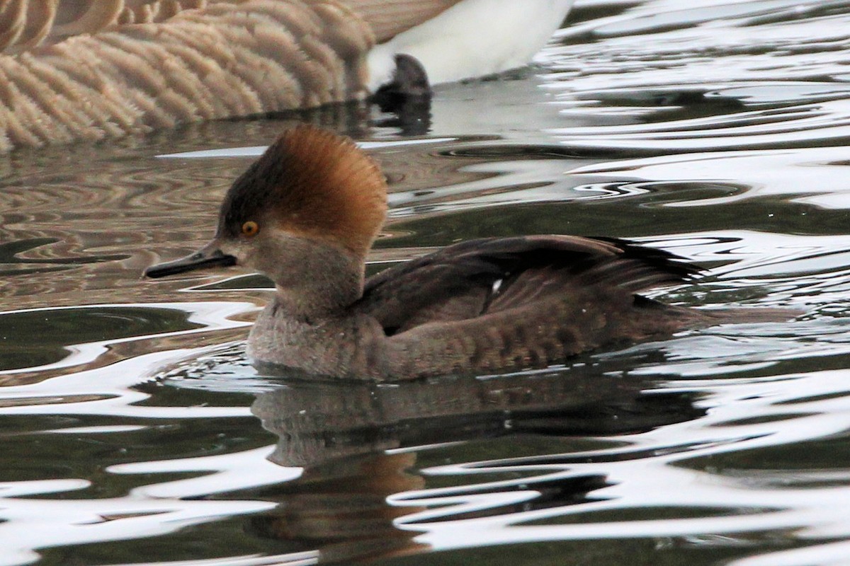 Hooded Merganser - ML646948821