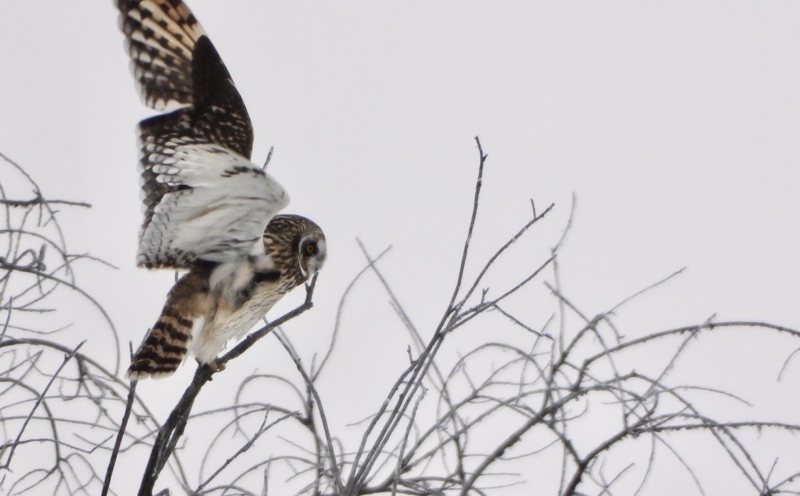 Short-eared Owl - ML646948825