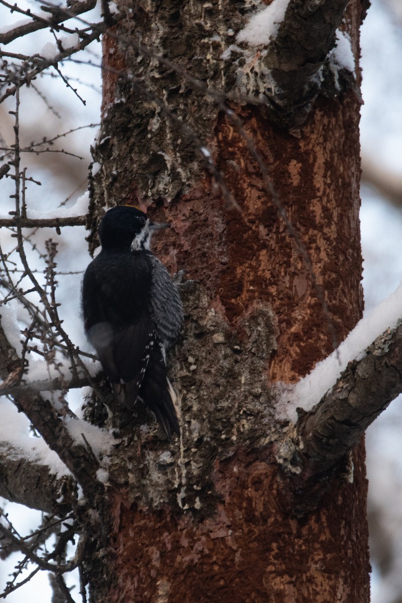 svartryggspett - ML646948827