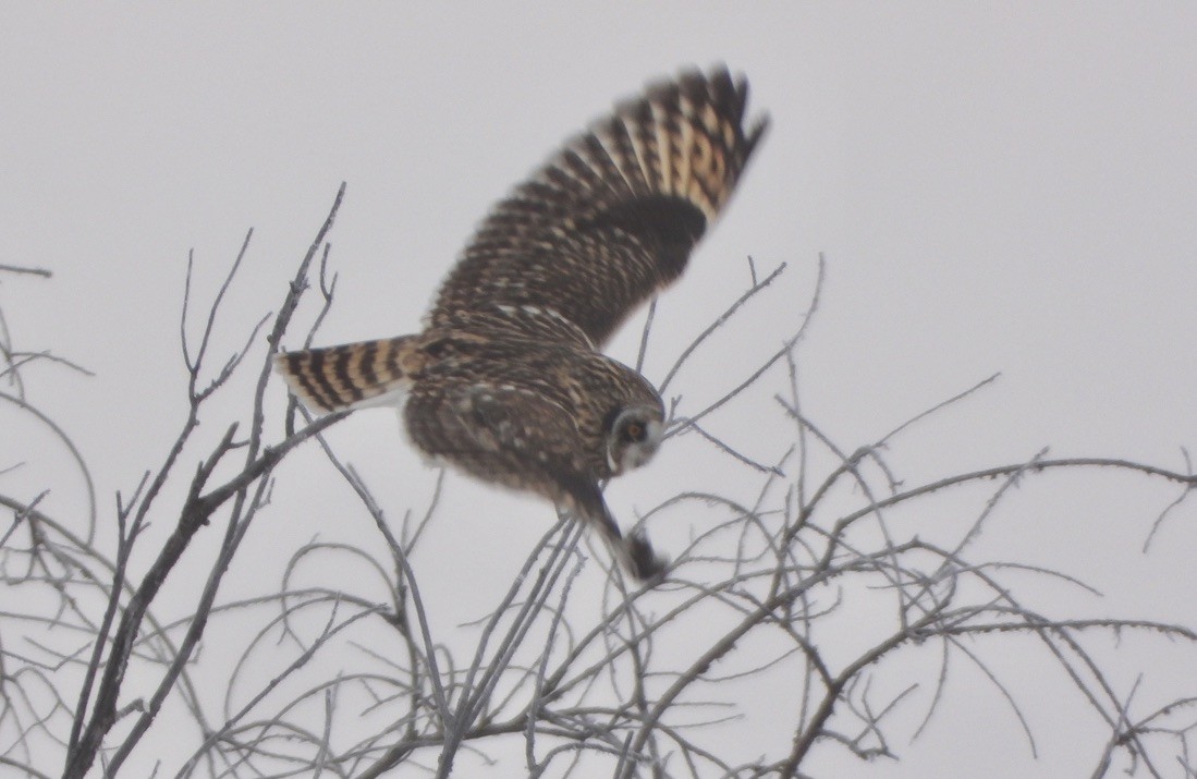 Short-eared Owl - ML646948832
