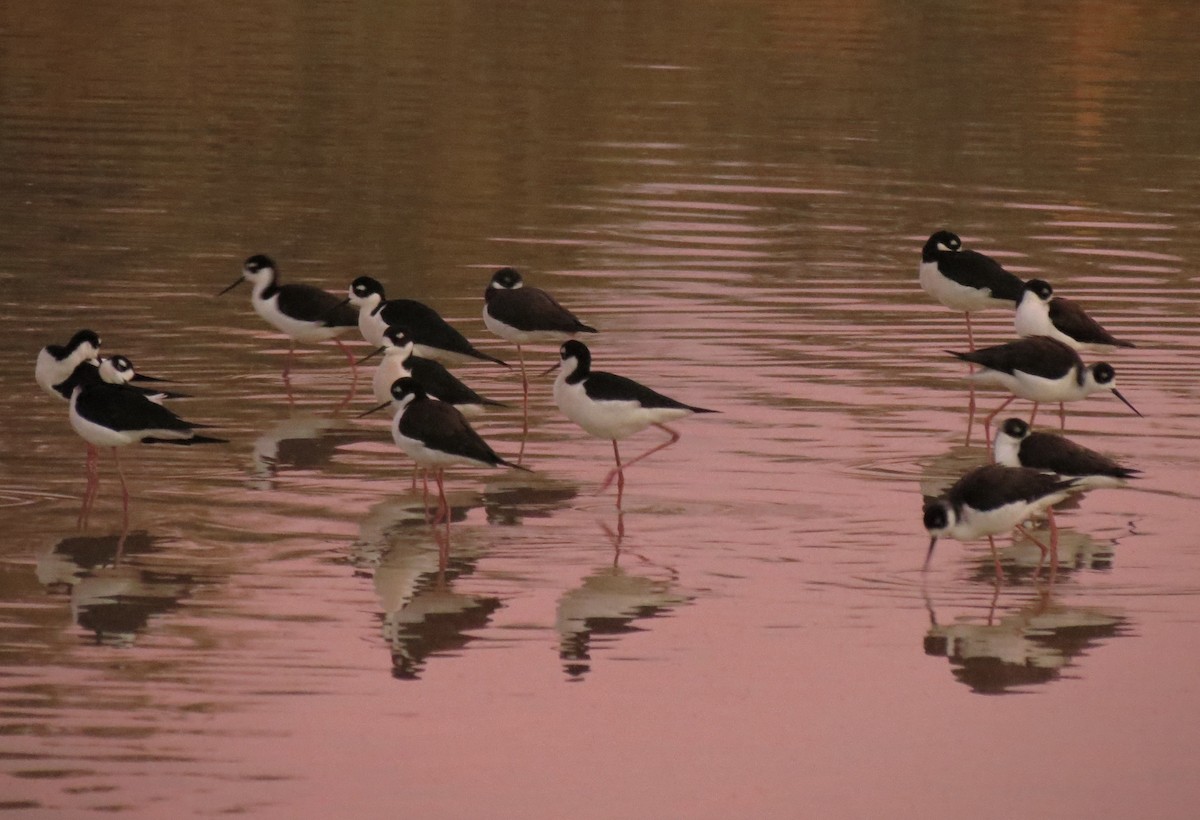 pisila černokrká - ML646948834