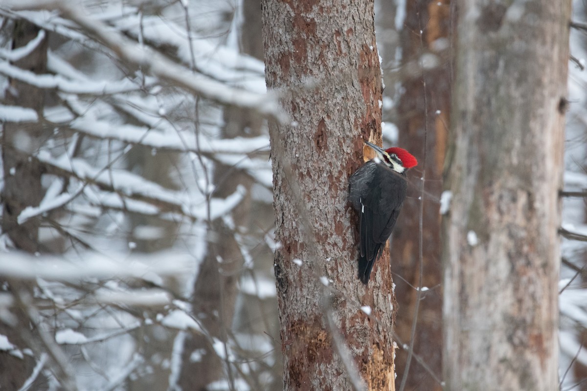 Pileated Woodpecker - ML646948835