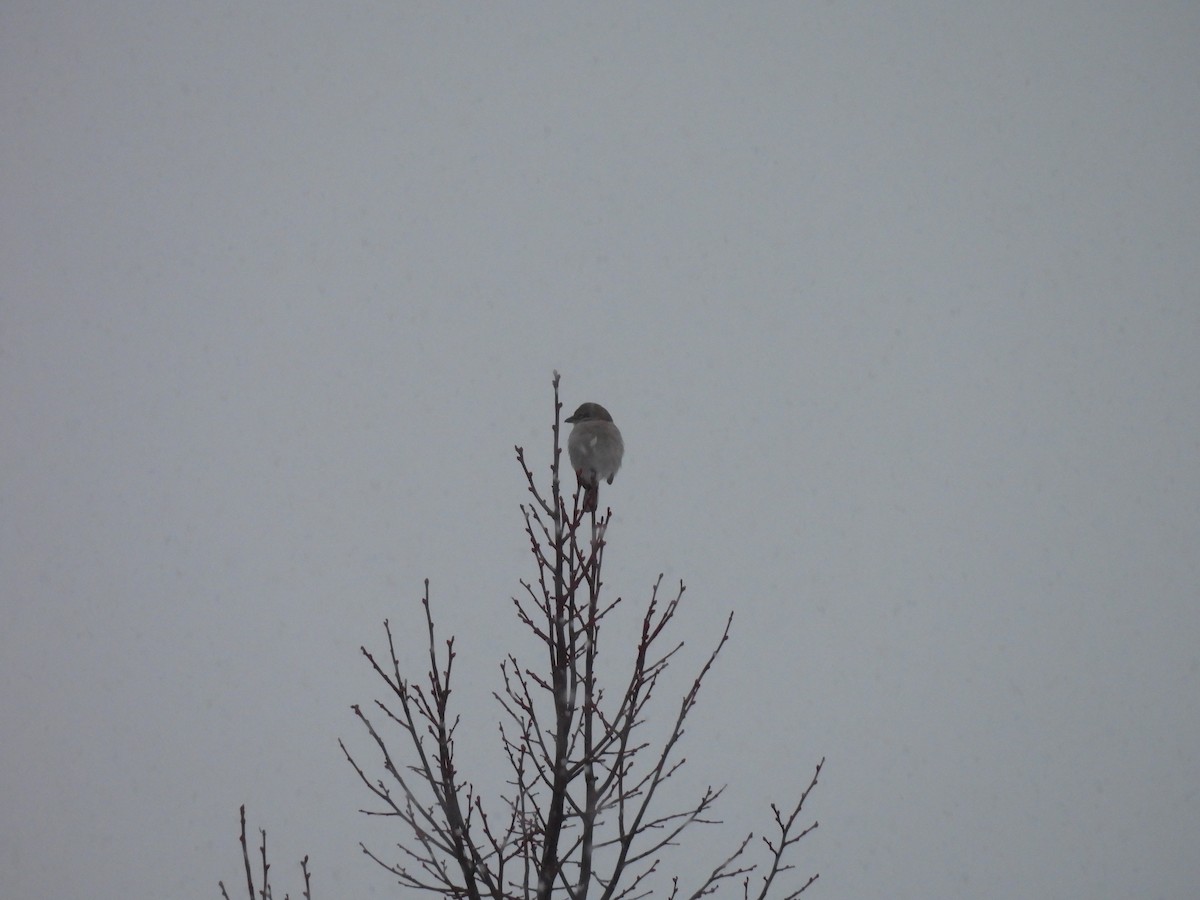 Northern Shrike - ML646948836