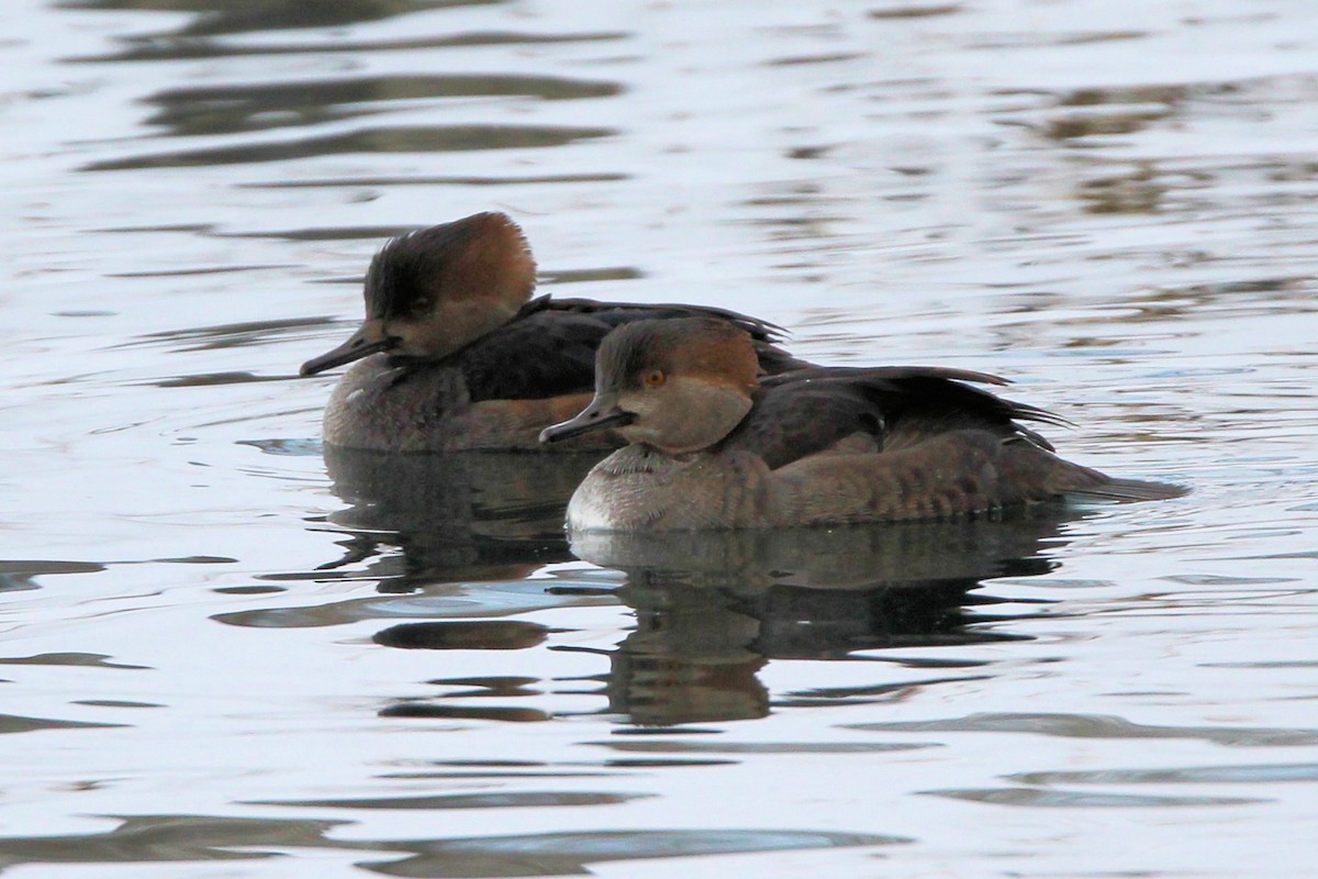 Hooded Merganser - ML646948838