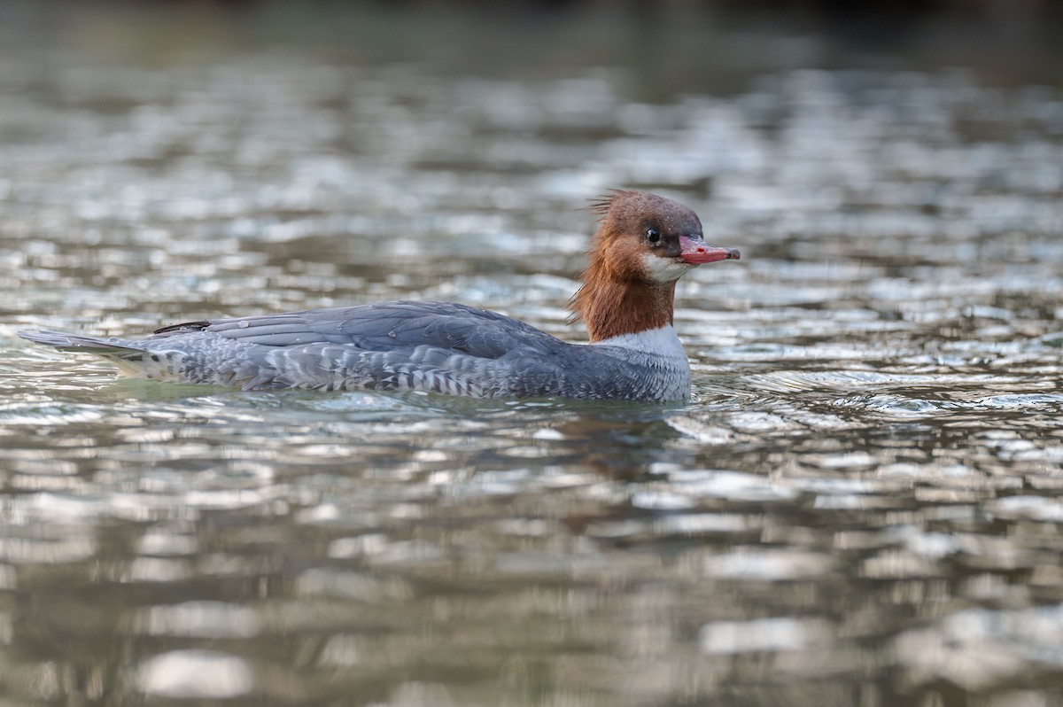Common Merganser - ML646948839