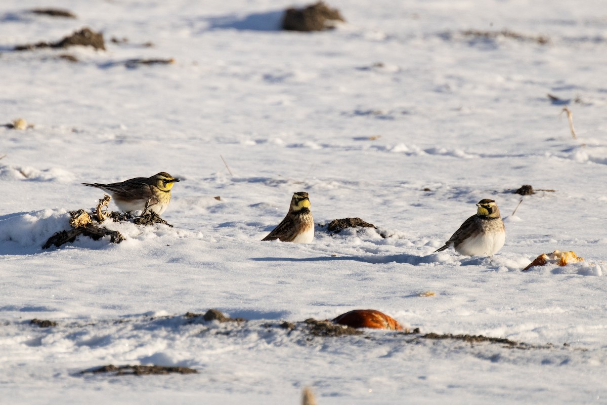 Kulaklı Toygar - ML646948840