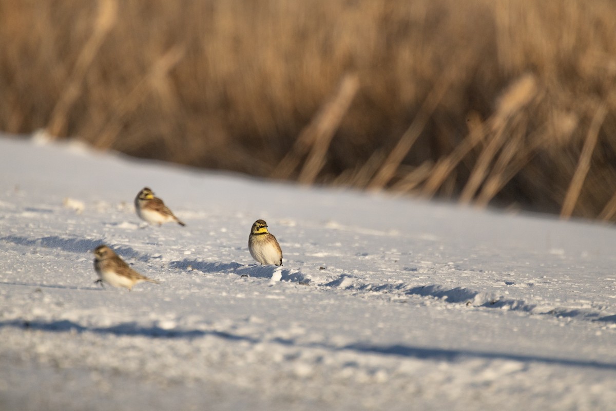 Kulaklı Toygar - ML646948842