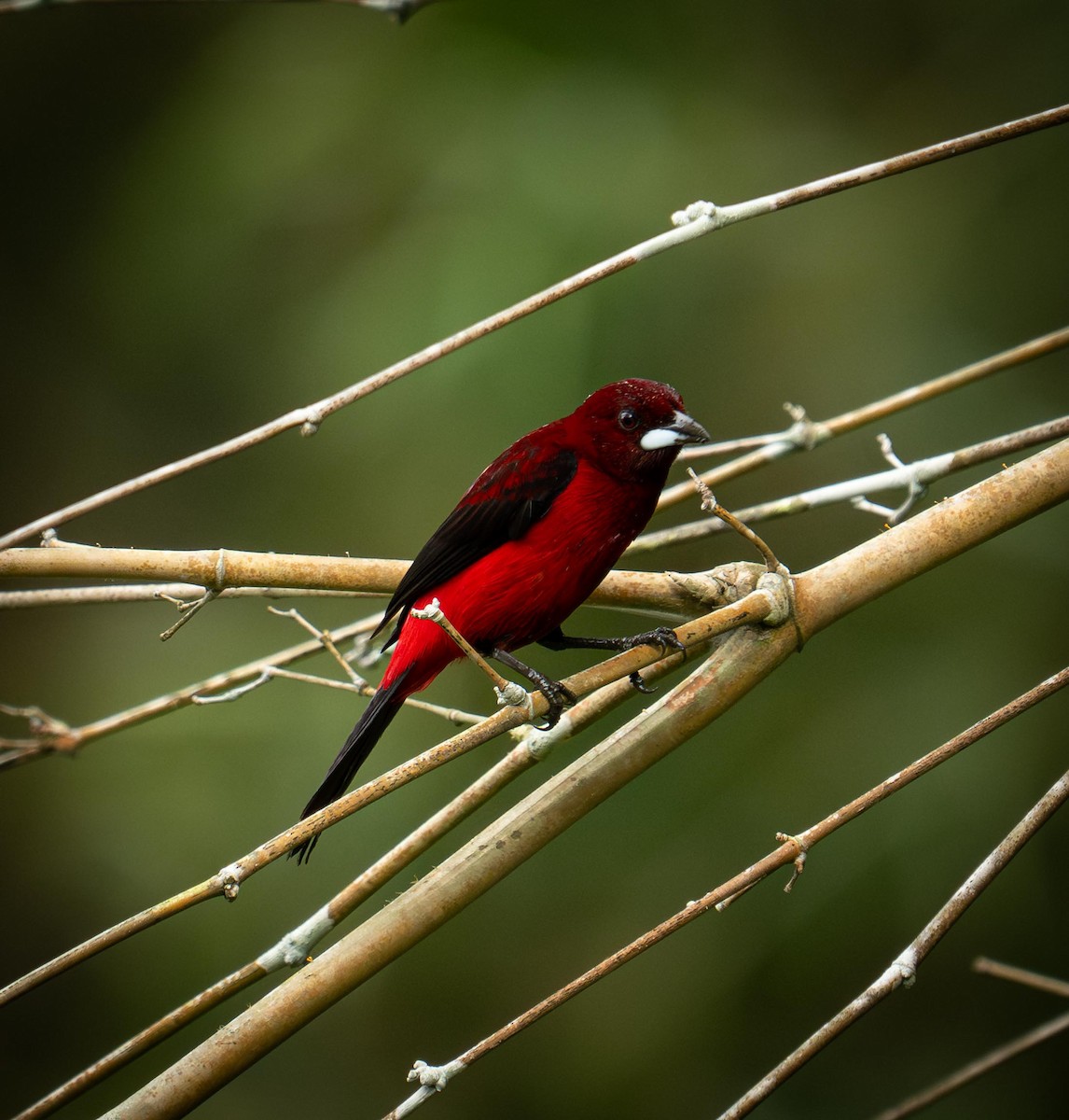 Crimson-backed Tanager - ML646948844