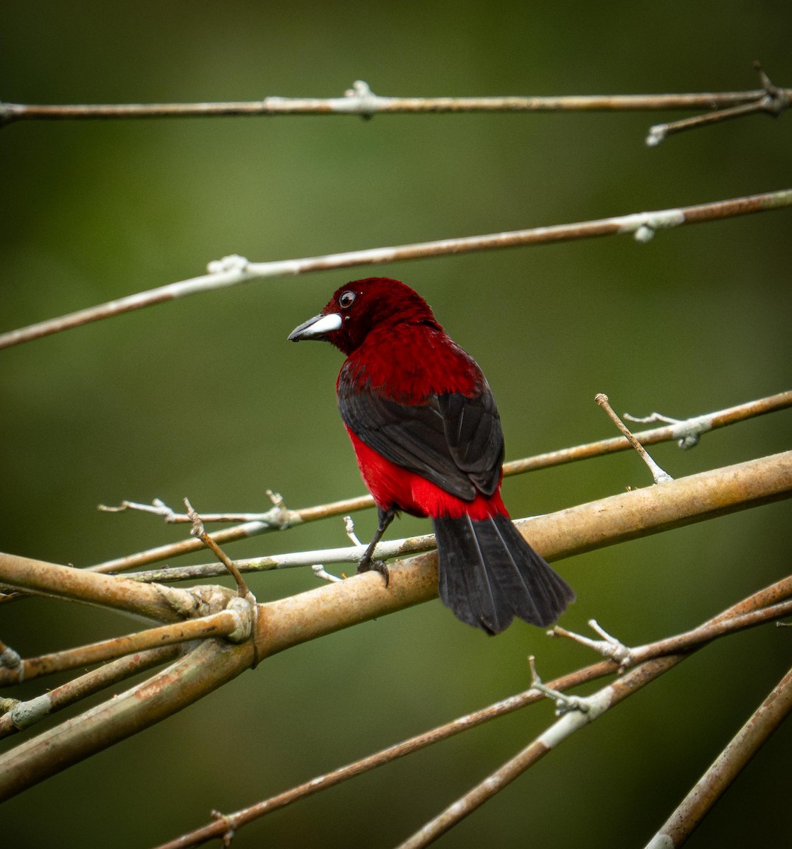 Crimson-backed Tanager - ML646948845