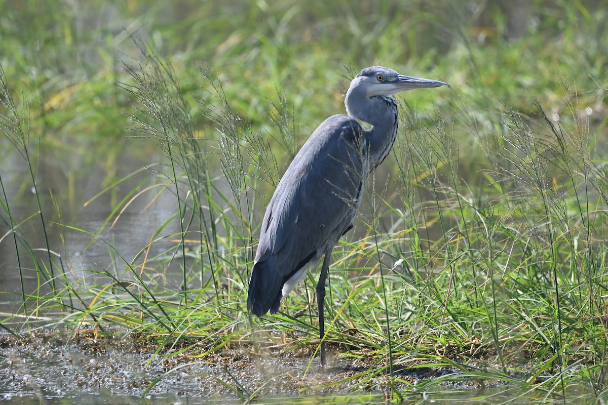Gray Heron - ML646948846