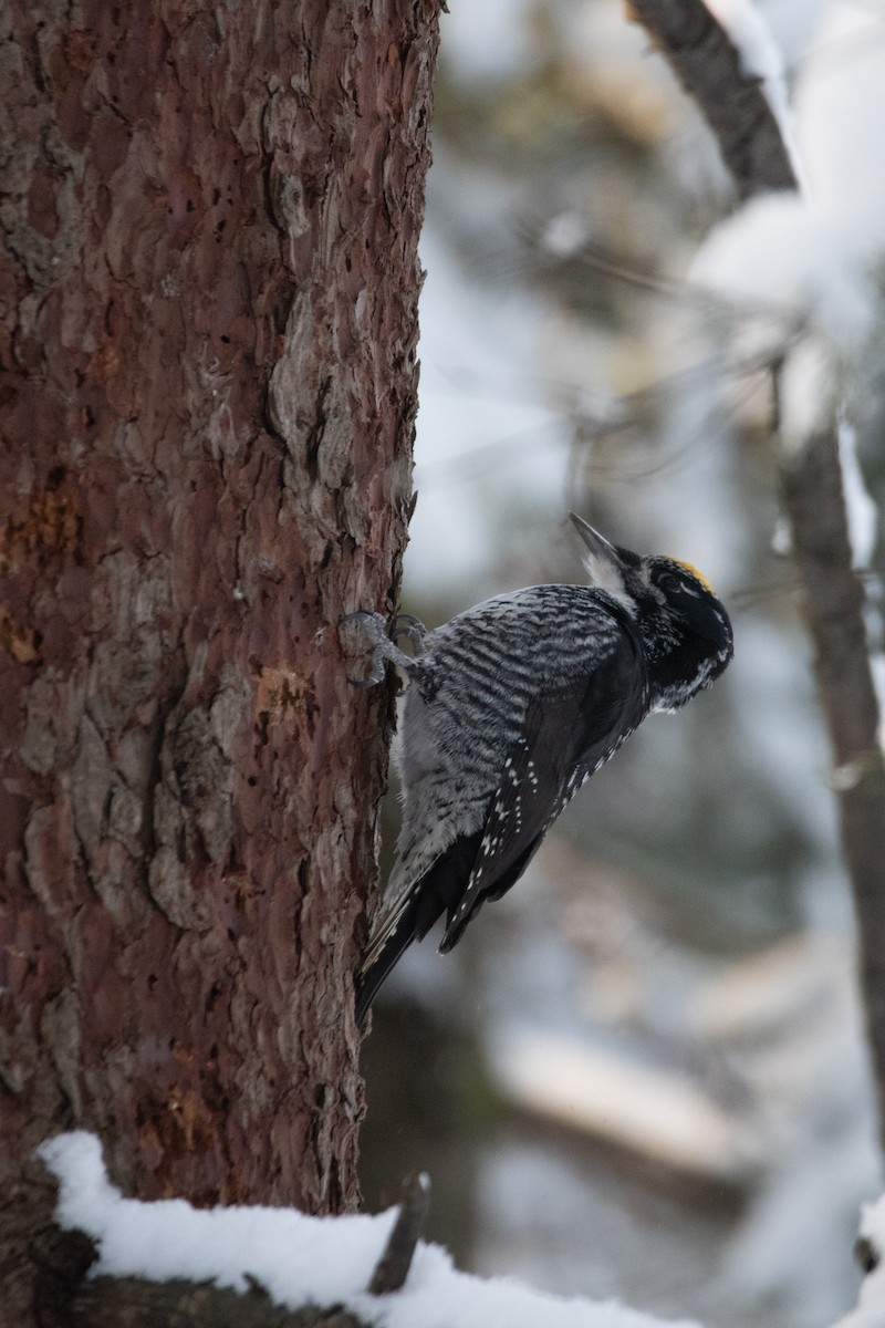 American Three-toed Woodpecker - ML646948847
