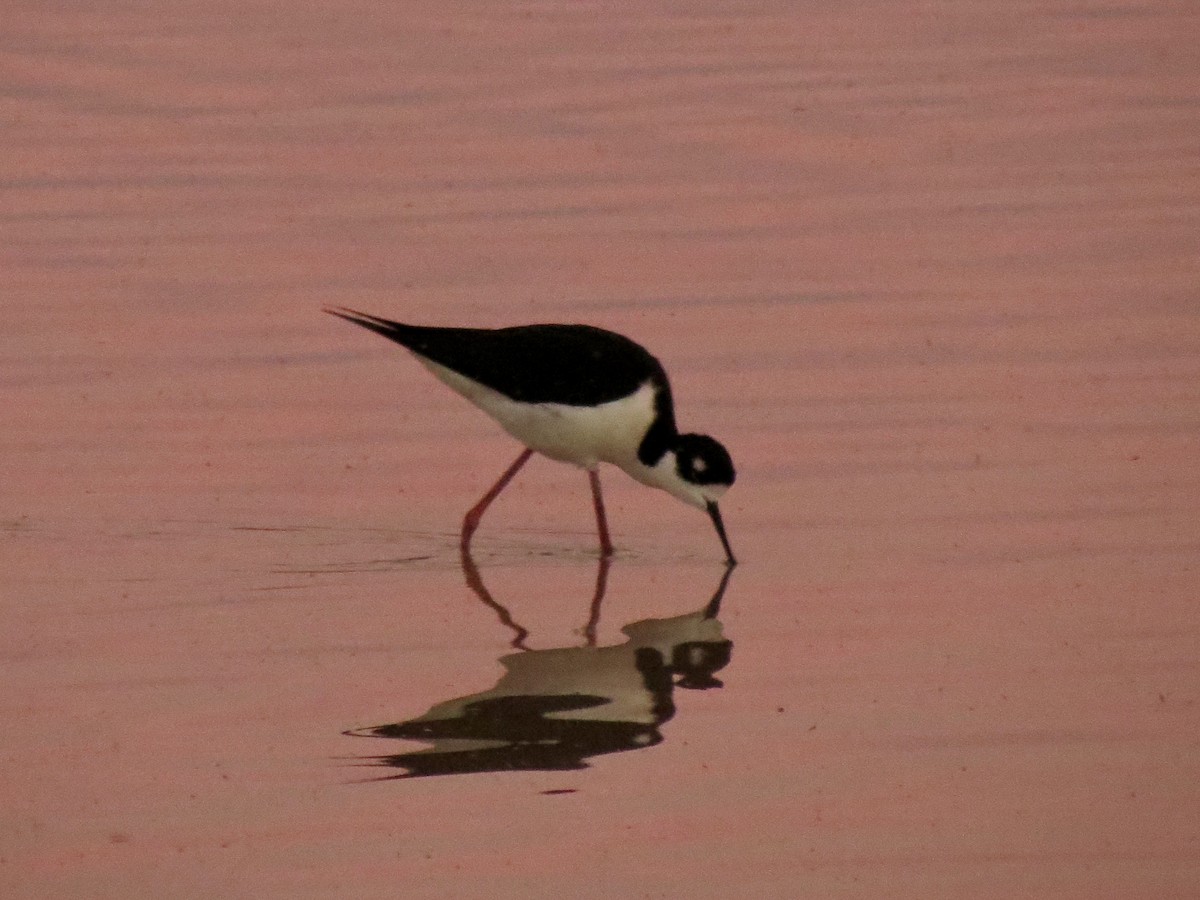 pisila černokrká - ML646948849