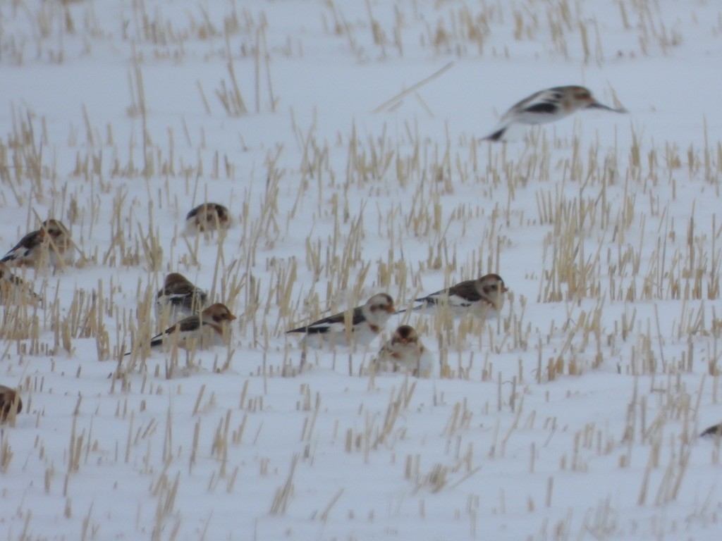 Snow Bunting - ML646948852