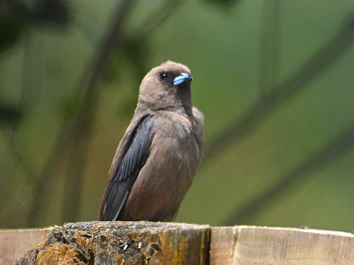 Dusky Woodswallow - ML646948853