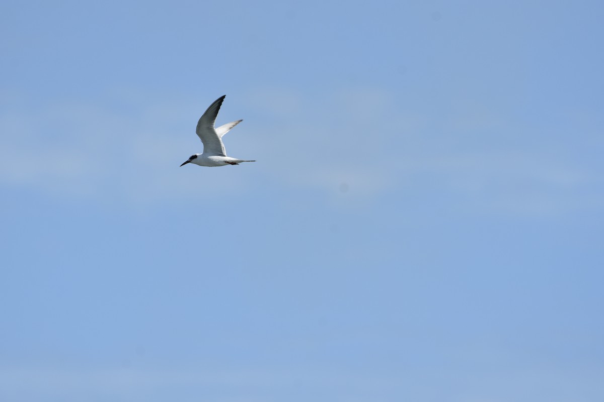 Forster's Tern - ML646948854