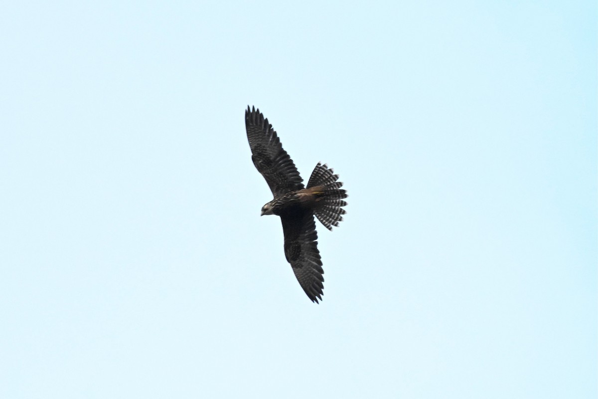 Halcón Borní - ML646948856