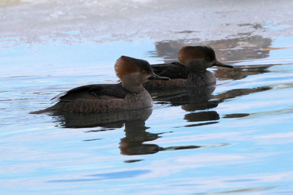 Hooded Merganser - ML646948860