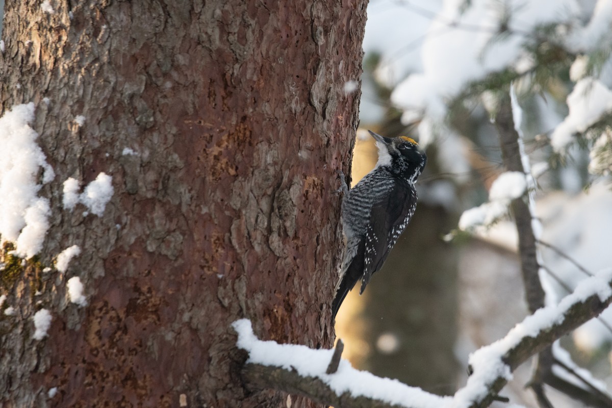 American Three-toed Woodpecker - ML646948861