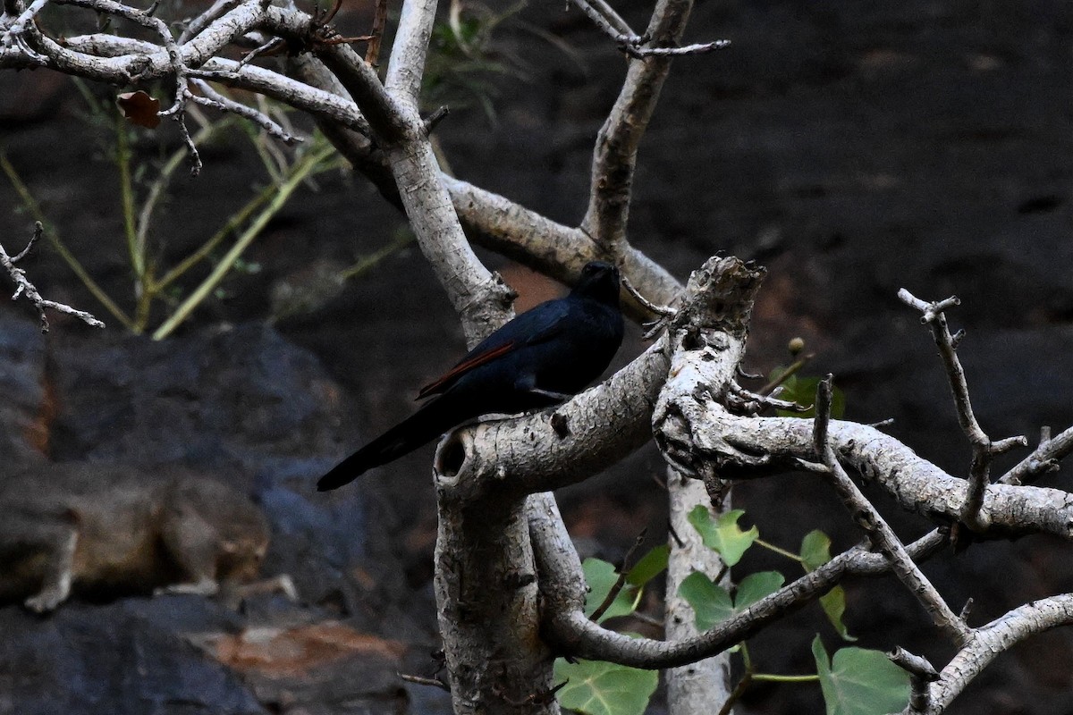 Estornino Alirrojo - ML646948862