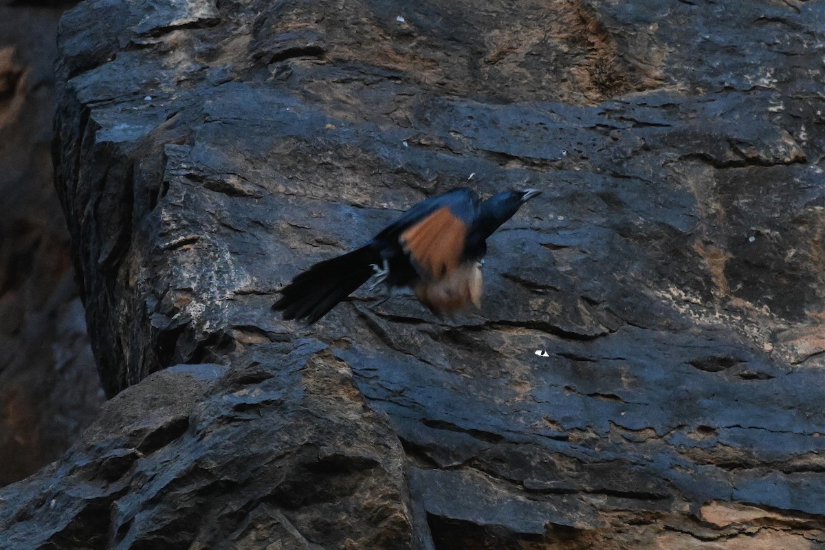 Estornino Alirrojo - ML646948863