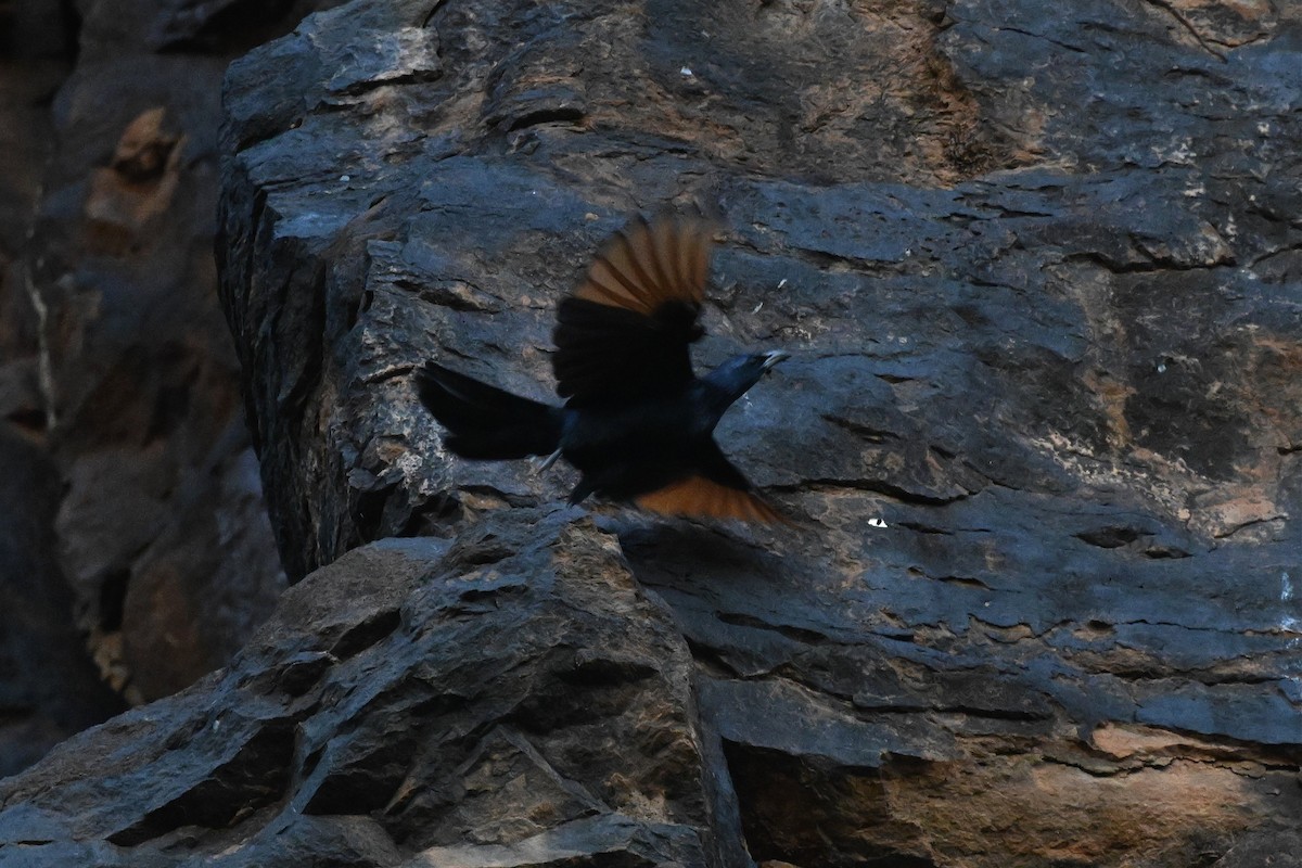 Estornino Alirrojo - ML646948864