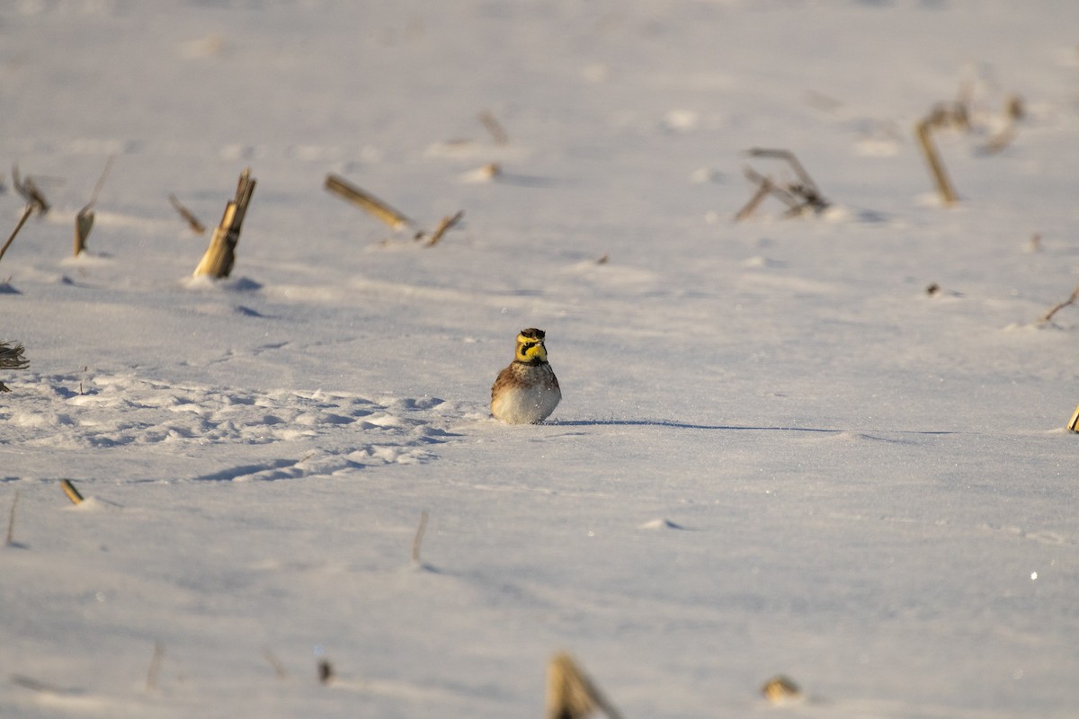 Kulaklı Toygar - ML646948866